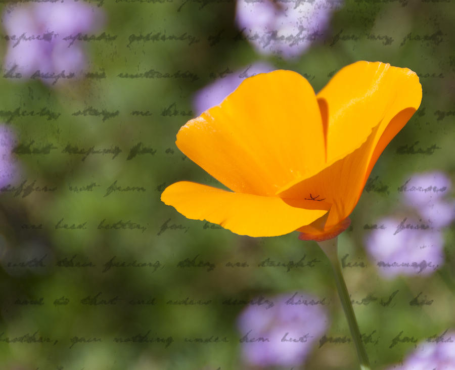 Poppy Photograph - California Poppy #2 by Diane Wood