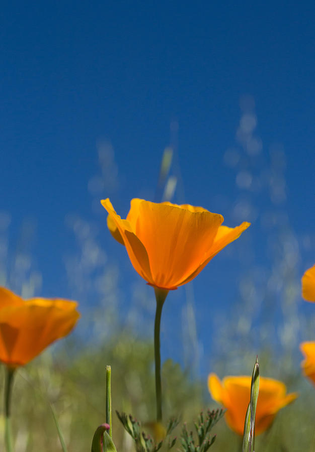 Poppy Photograph - California Poppy #2 by Rima Biswas