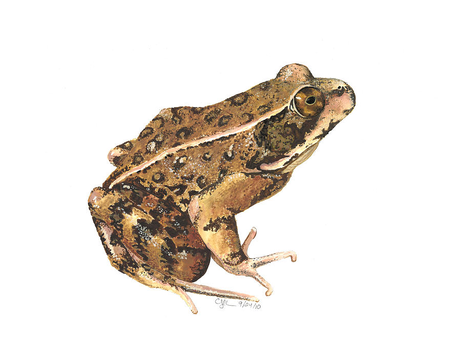 Nature Painting - California Red-legged Frog by Cindy Hitchcock