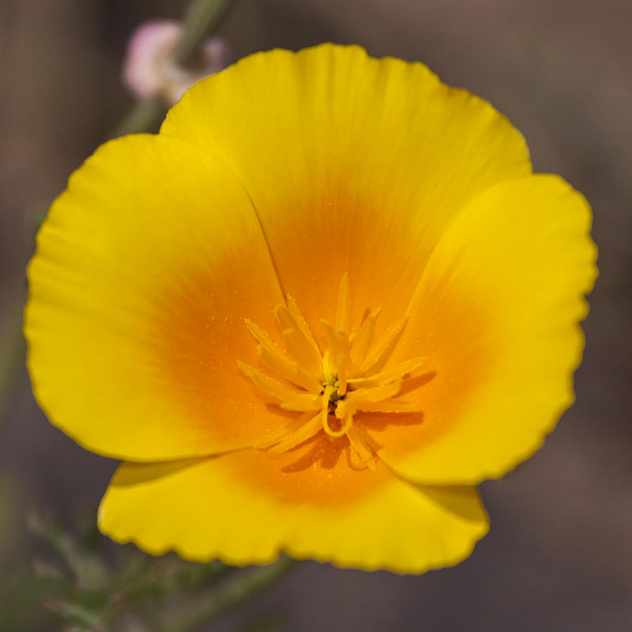 Flower Photograph - California Sunshine by Caitlyn  Grasso