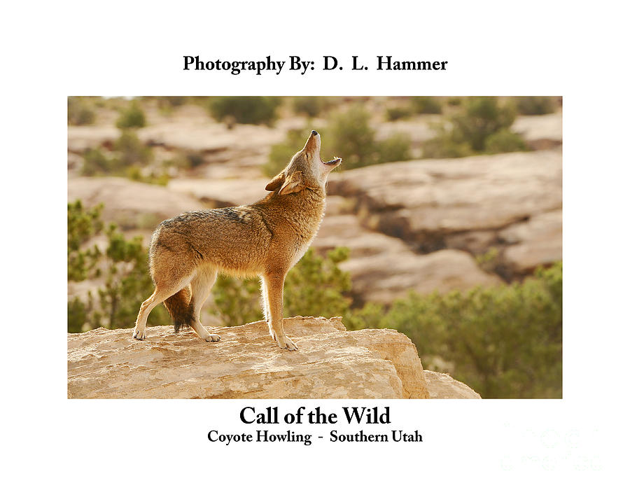 Call of the Wild #2 Photograph by Dennis Hammer