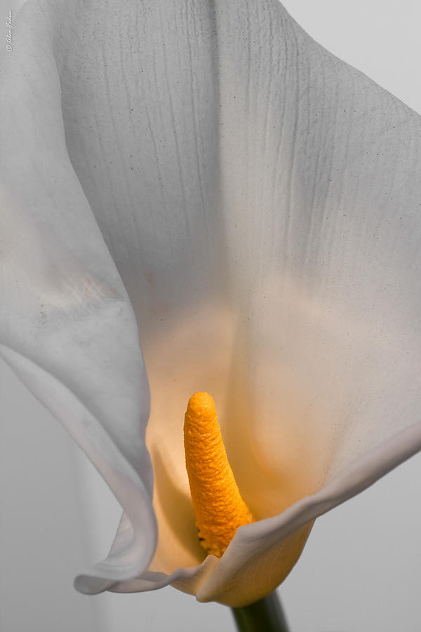 Calla Lily Photograph by Alexander Fedin