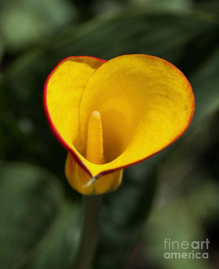 Nature Photograph - Calla Lily #1 by Fitzroy Barrett