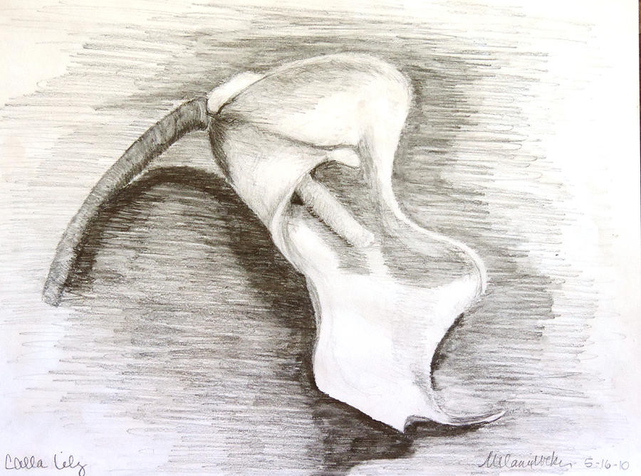 Nature Drawing - Calla Lily by Melanie Weber