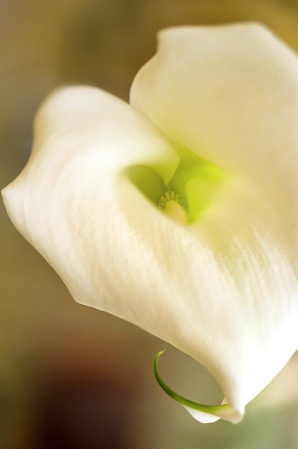 Flower Photograph - Calla Lily (zantedeschia Aethiopica) #2 by Maria Mosolova/science Photo Library