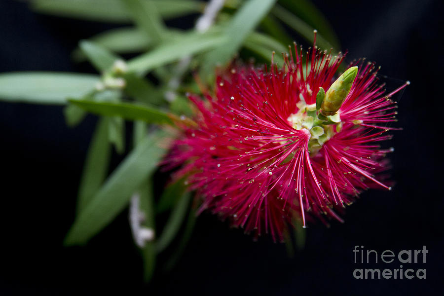 Flower Photograph - Callistemon Citrinus - Crimson Bottlebrush Hawaii by Sharon Mau