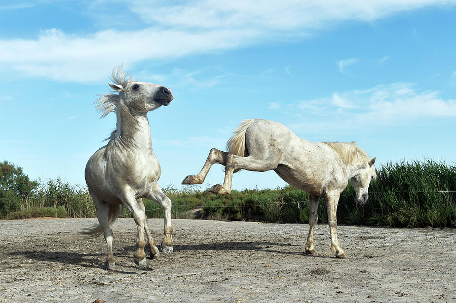 Summer Photograph - Camargue Horses #2 by Dr P. Marazzi