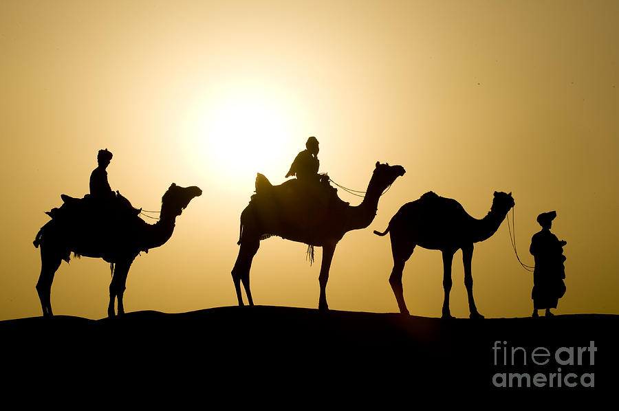 Camel Caravan, India #2 Photograph by John Shaw