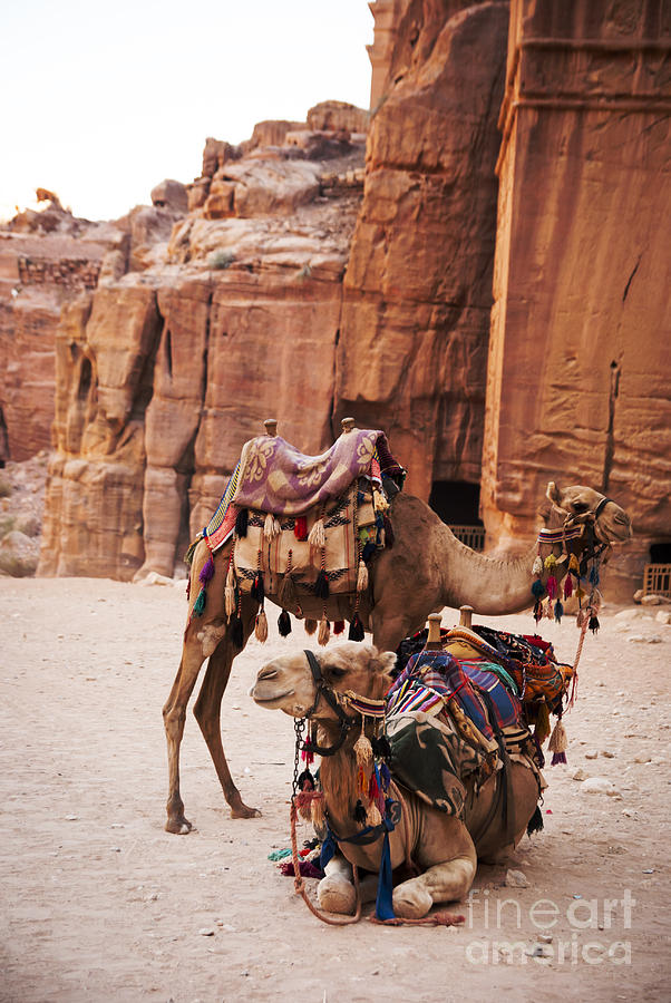Camels Photograph by Jelena Jovanovic
