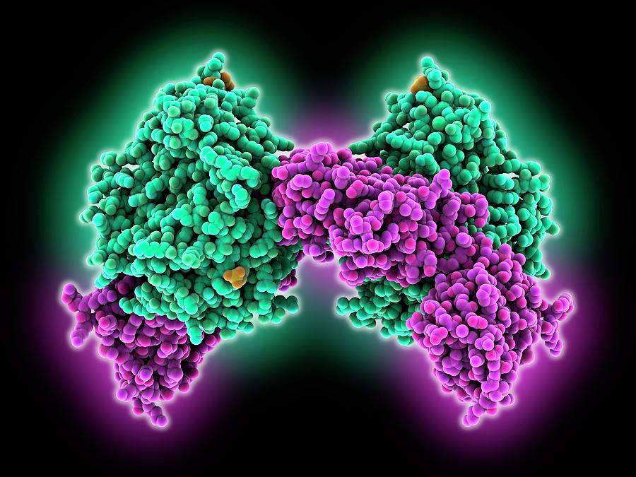Camp-dependent Protein Kinase #2 Photograph by Laguna Design/science Photo Library
