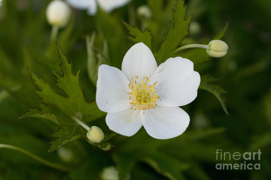 Canada Anemone #2 Photograph by Linda Freshwaters Arndt