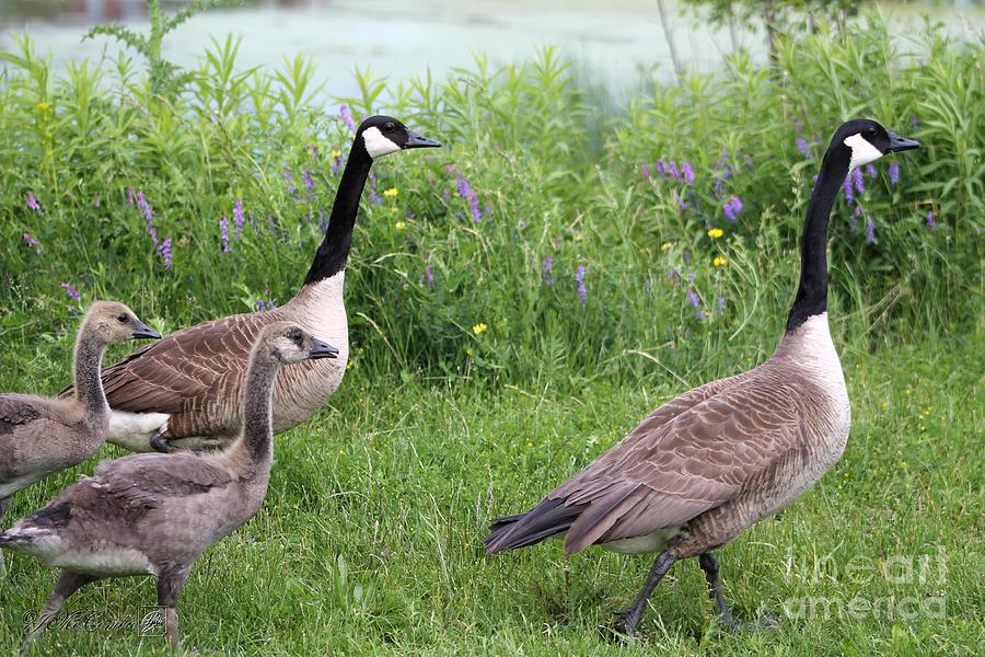 Canada Geese #5 Photograph by J McCombie