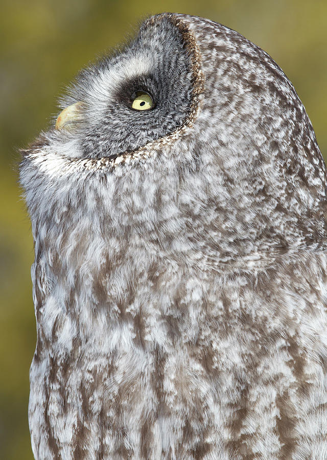 Owl Photograph - Canada, Quebec, Beauport #2 by Jaynes Gallery