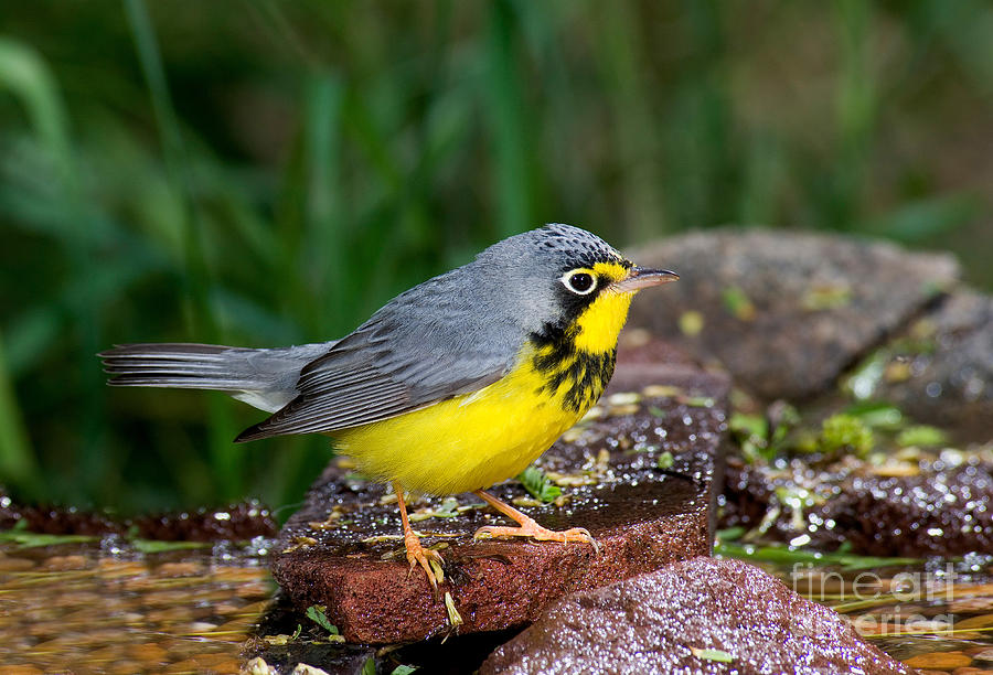 Canada Warbler #2 Photograph by Anthony Mercieca