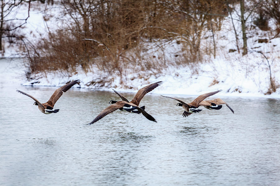 Canada geese over lake Photograph by Alexey Stiop