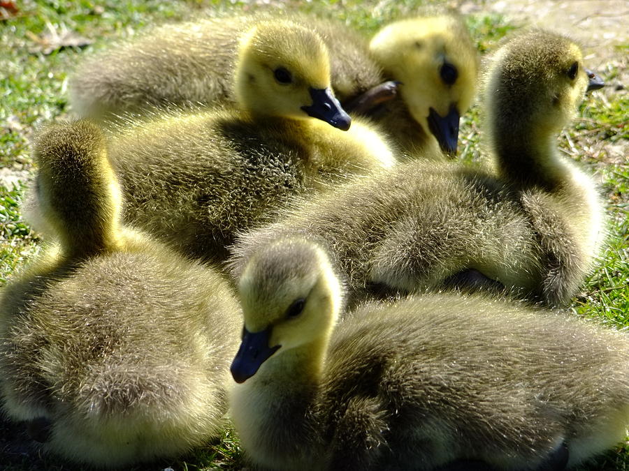 Canadian geese goslings #2 Photograph by Will LaVigne