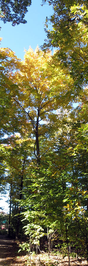 Canadian Wild Tall Trees Fall Season Nature Natural Beautiful Pleasing Scenes Mixed Media