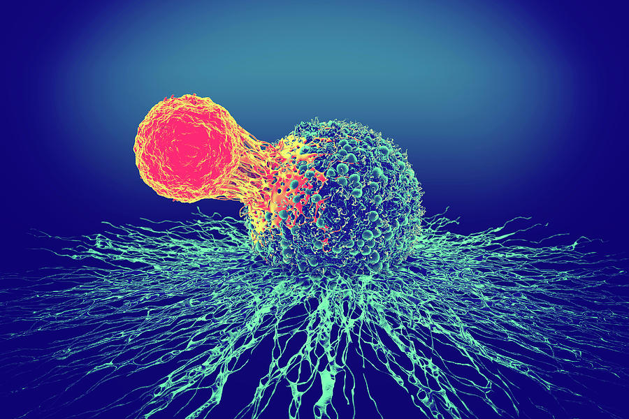 Cancer Cell And T Cell Photograph by Roger Harris/science Photo Library ...