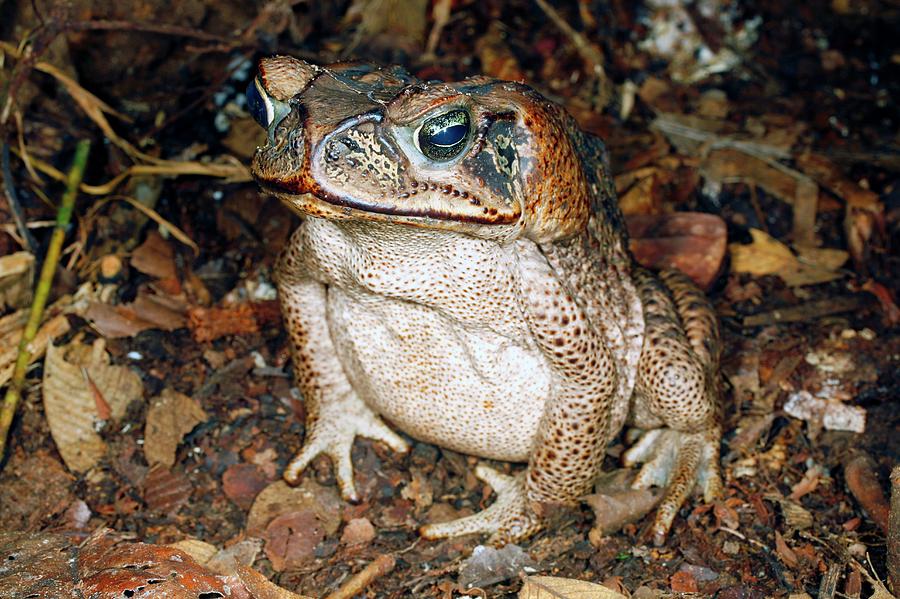 Cane Toad #2 Photograph by Dr Morley Read/science Photo Library
