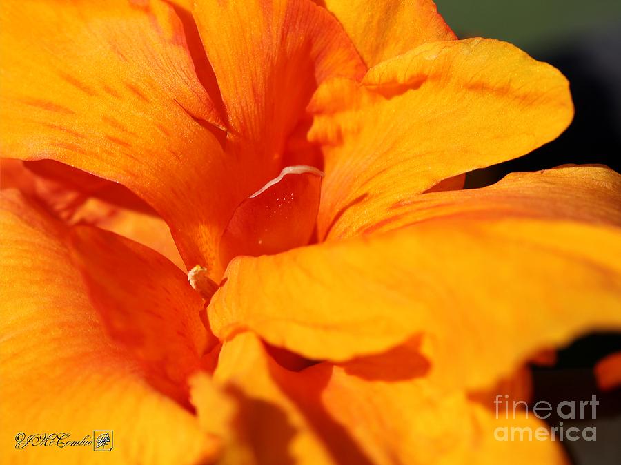 Canna Lily named Wyoming #2 Photograph by J McCombie