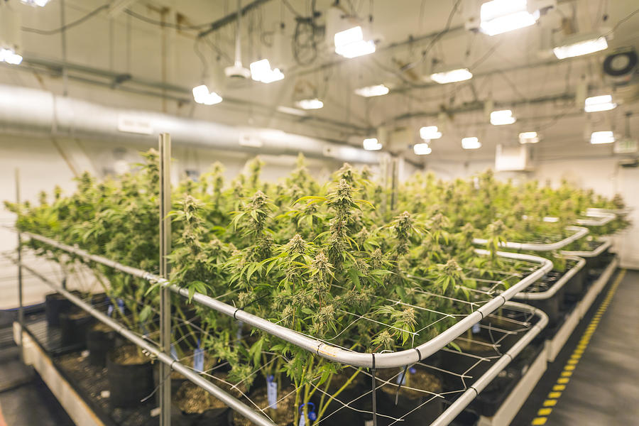 Cannabis plants grow under artificial lights #2 Photograph by FatCamera