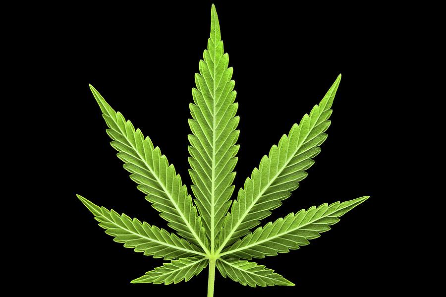 cannabis leaf real