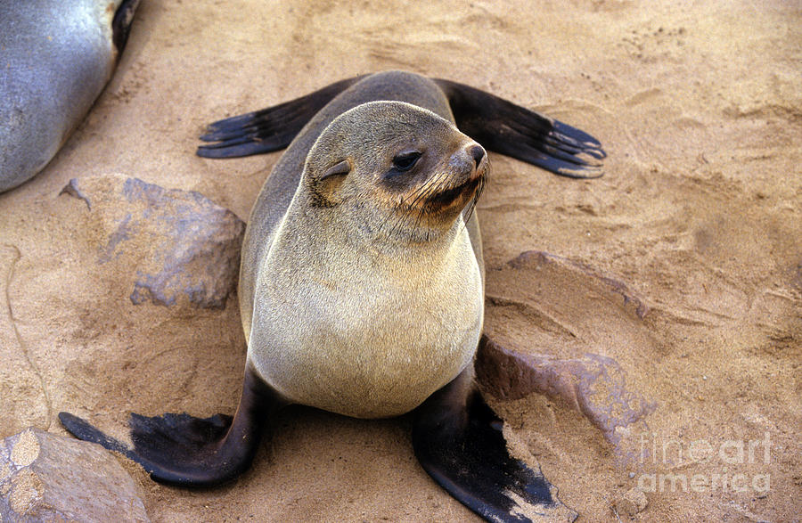 Cape fur seal Arctocephalus pusillus #2 Photograph by Eyal Bartov