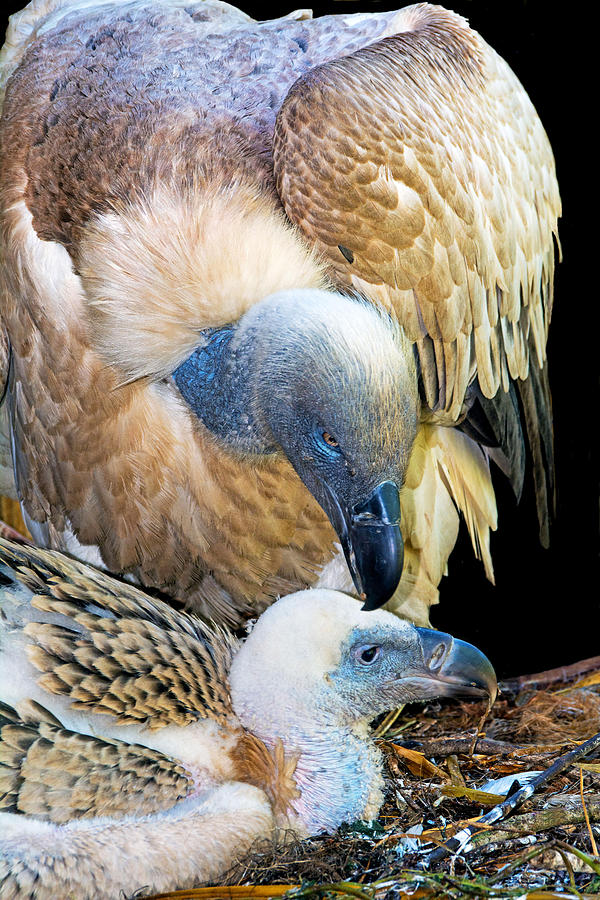 Cape Griffin Vulture Adult And Nestling #2 Photograph by Millard H. Sharp