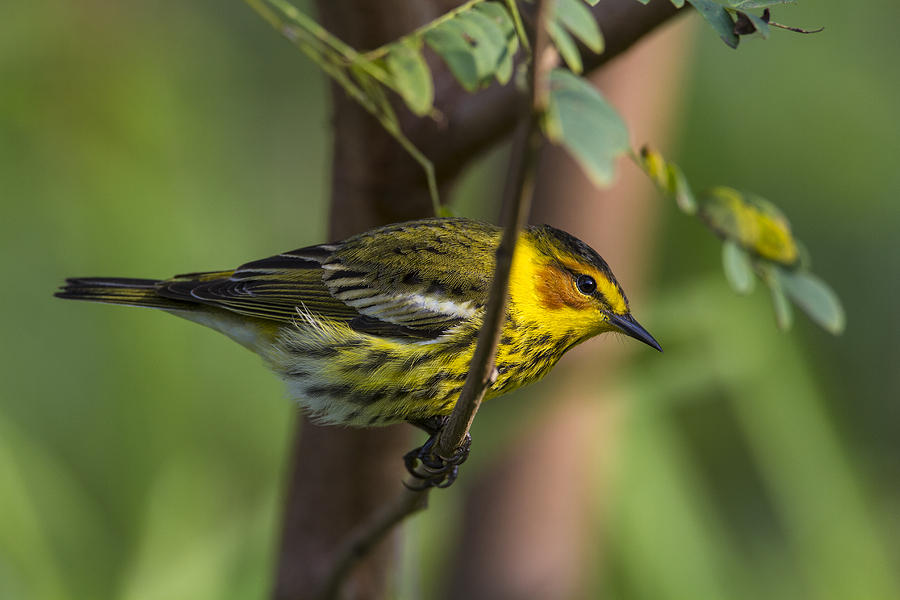 Warbler Photograph - Cape May Warbler #2 by Doug Lloyd