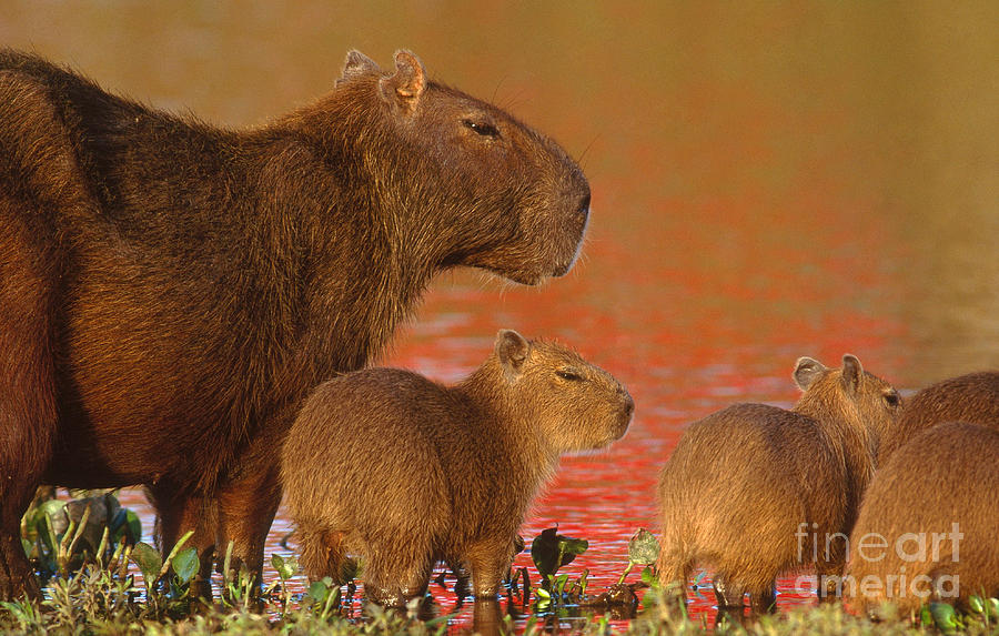 Capybara In Art