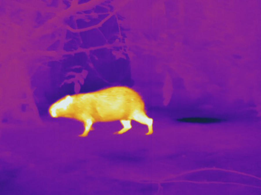 Capybara, Thermogram #2 Photograph by Science Stock Photography