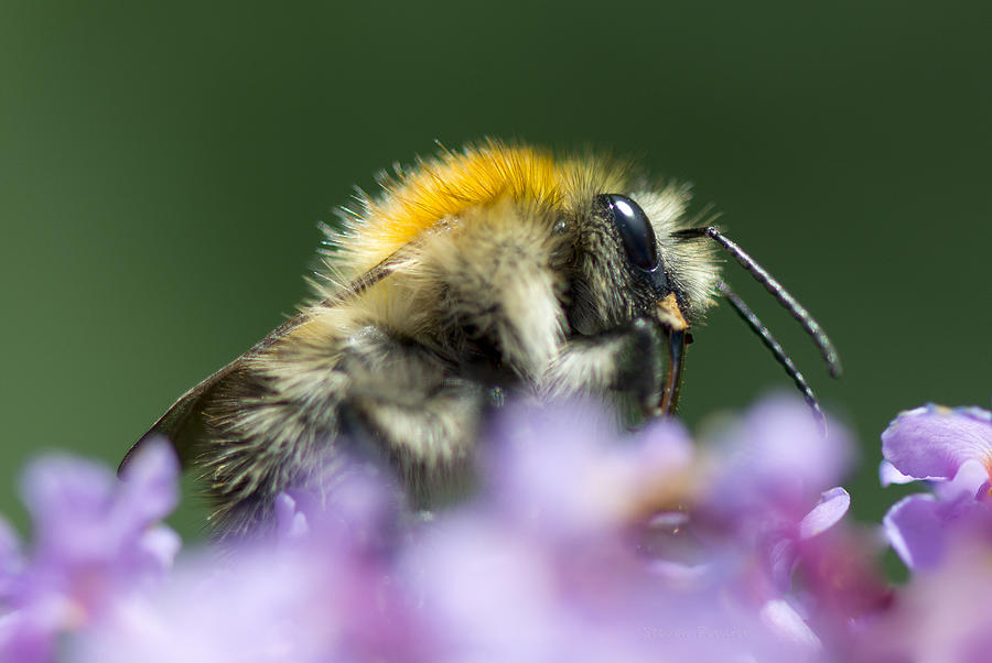 Carder Bee Photograph by Steven Poulton