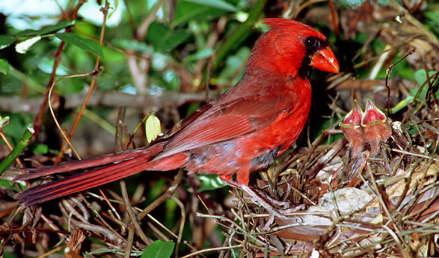 Cardinal Male Feeding Nestlings #2 Photograph by Millard H. Sharp