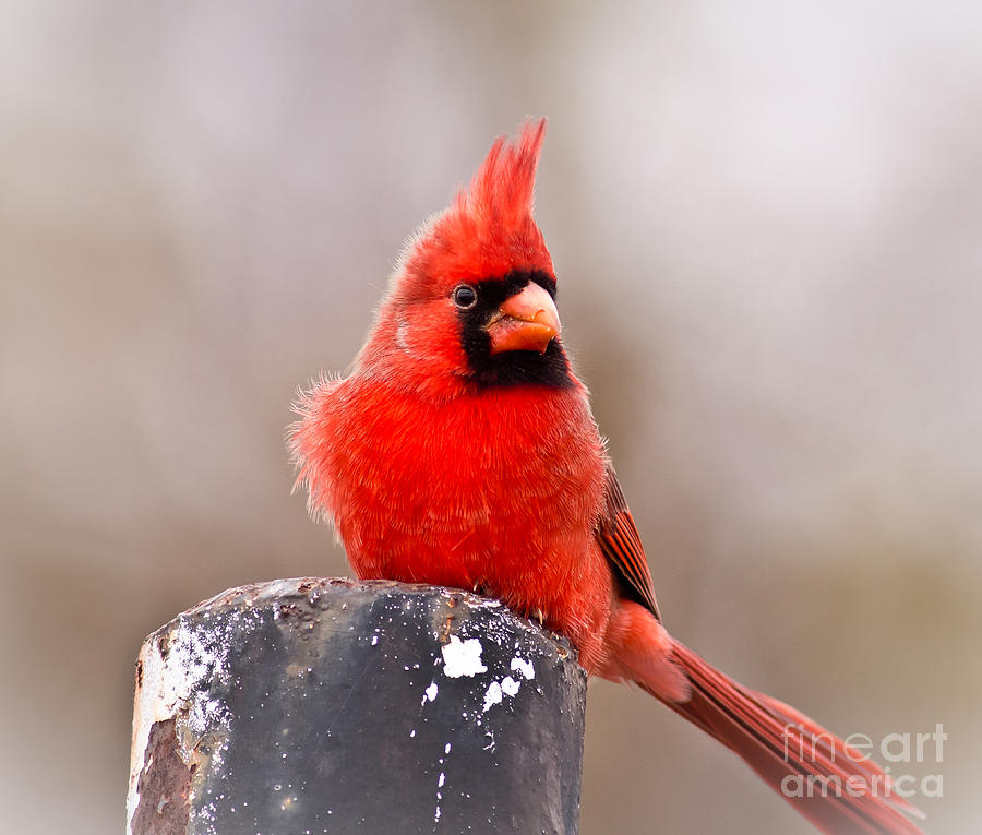 Wildlife Photograph - Cardinal by Robert Frederick