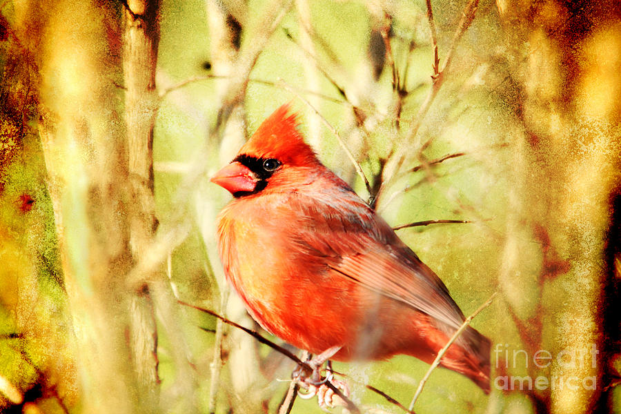 Cardinal #1 Photograph by Trina  Ansel