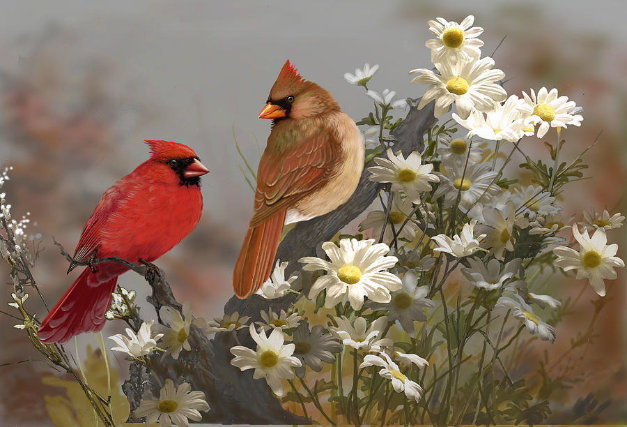 Wildlife Digital Art - Cardinals And Daisies #2 by Jeri Klein