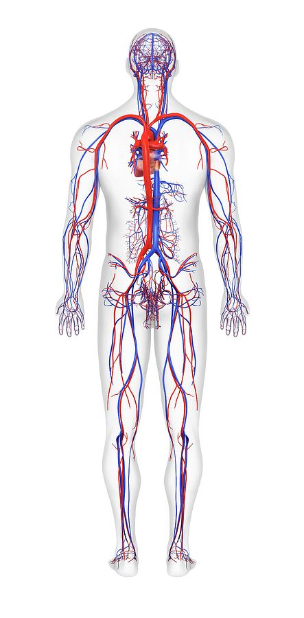 Cardiovascular System Photograph by Medi-mation/science Photo Library ...