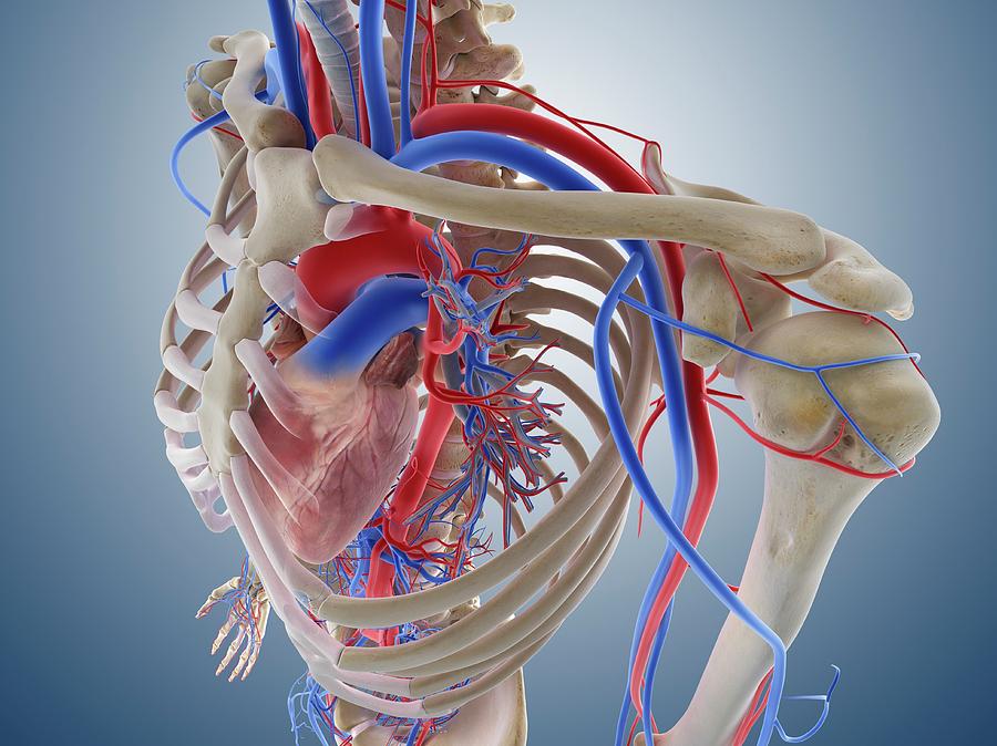 Cardiovascular System Photograph by Springer Medizin/science Photo ...