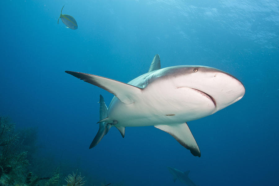 Caribbean Reef Shark #2 Photograph by Andrew J. Martinez