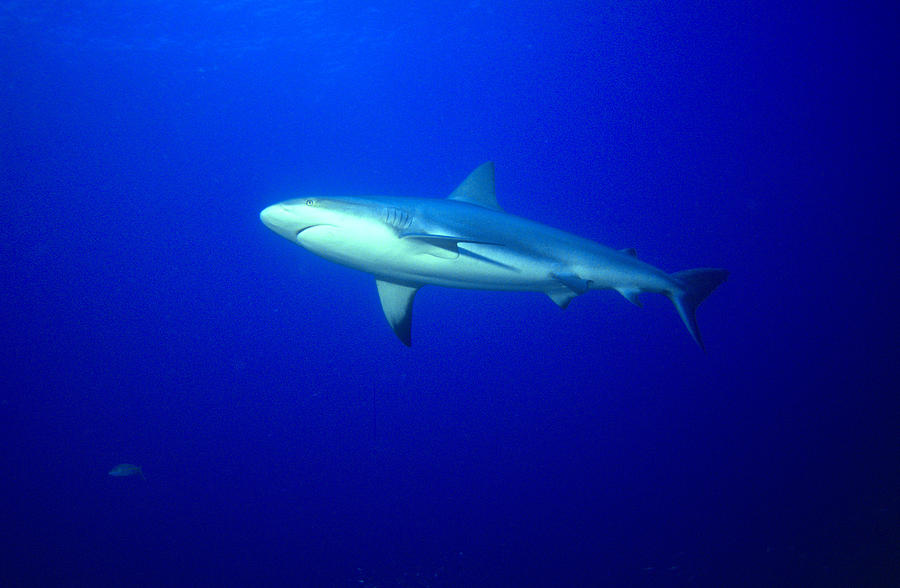 Caribbean Reef Shark #2 Photograph by Greg Ochocki