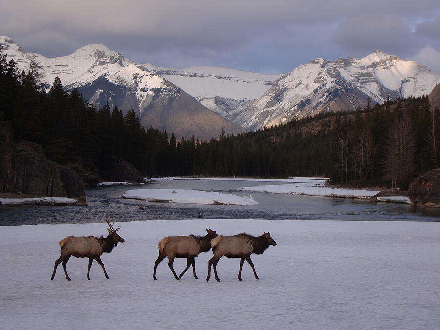 Banff National Park Photograph - Elk Crossing, Banff National Park, Alberta by Ian McAdie