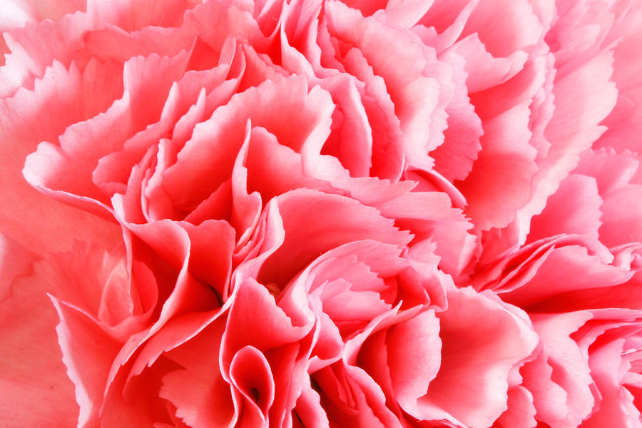 Carnation Flower #2 Photograph by Peter Lakomy