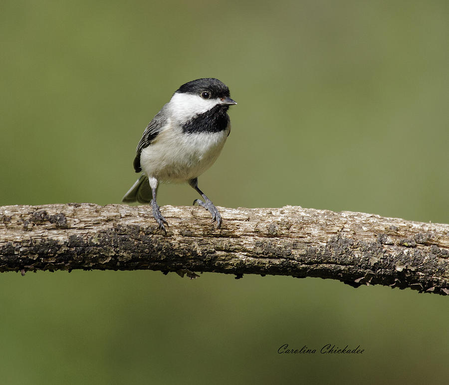 Carolina Chickadee Photograph by David Lester - Fine Art America