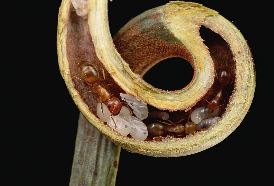 Carpenter Ants And Pupae Nest #2 Photograph by Mark Moffett