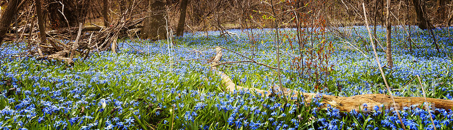 Carpet of blue flowers in spring forest 1 Photograph by Elena Elisseeva