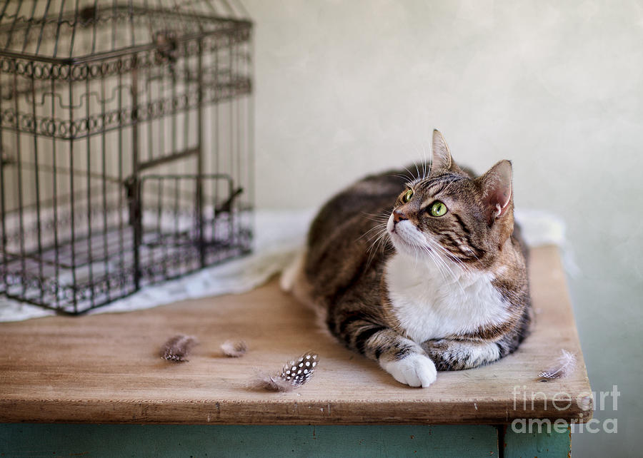 Portrait Photograph - Cat and Bird Cage #2 by Nailia Schwarz