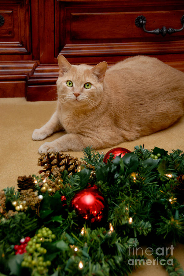Cat and Christmas Wreath #2 Photograph by Amy Cicconi
