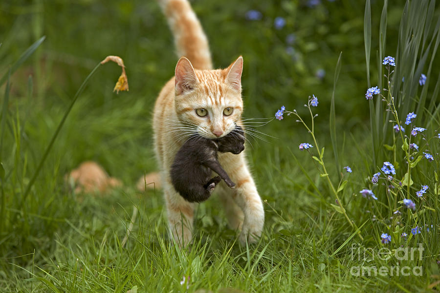 Cat Carrying Kitten Photograph by Jean-Michel Labat