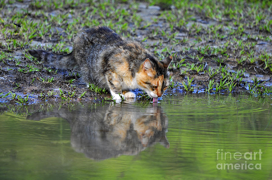 Animal Photograph - Calico Cat by Al Powell Photography USA