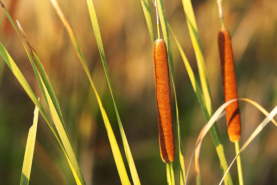 Cat Tails #2 Photograph By Martin Cline - Fine Art America